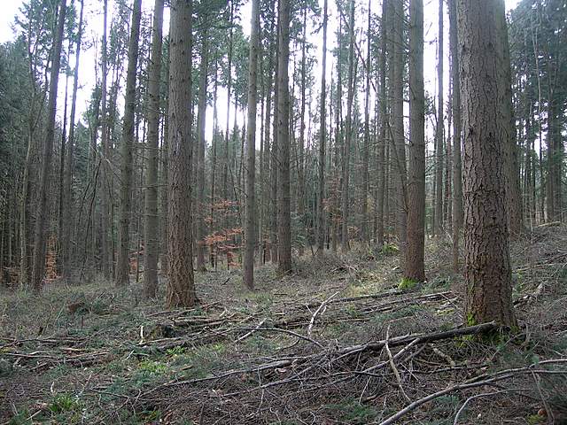 Il Risveglio dei Funghi